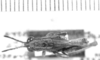 CollectionObject 1524858; 797f7981-6b71-4c6b-ae24-cc144a1c5a30: male, dorsal view (lectotype of Leptomerinthoprora modesta). (CollectionObject).