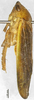 Habitus, lateral view: (Observation).