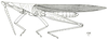 Atractomorpha acutipennis acutipennis (Guérin-Méneville, 1844): Fig. 29.1. male habitus. (Otu).