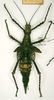 CollectionObject 1558882; 042ed03b-a043-4b0a-92a0-7e7b977cd3f8: copyright RMNH, Leiden. female of Phasma (Heteropteryx) muelleri (paralectotype). (CollectionObject).;CollectionObject 1558883; 8c23f8ac-3348-401f-b096-eeaf86889237: copyright RMNH, Leiden. female of Phasma (Heteropteryx) muelleri (paralectotype). (CollectionObject).;CollectionObject 1558884; b925f3ae-591e-4e4c-a024-42c24a9958ff: copyright RMNH, Leiden. female of Phasma (Heteropteryx) muelleri (paralectotype). (CollectionObject).