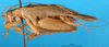 CollectionObject 1567281; cfb67743-a479-4615-96bb-f1c250a59d37: male, lateral view. (CollectionObject).