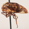 Habitus, lateral view: !! display not done !! on Carynota maculata Funkhouser, 1915: (Observation).