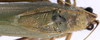 CollectionObject 1520827; 55bd3df0-da3d-41f2-a605-a1b2e3e5432e: male, dorsal view (paratype). (CollectionObject).