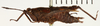 CollectionObject 1529894; 167722f3-fd61-4d51-942c-570b312c93a0, NRM-ORTH0012904: female, lateral view (lectotype). (CollectionObject).