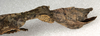 copyright NMW, Vienna. female: end of abdomen, lateral view of Carausius spinosus (holotype). Depicts CollectionObject 1557745; NMW 521, 3d611a37-6baf-4116-8a4c-398a8d54b3c9, a CollectionObject.