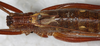 CollectionObject 1531822; NMW 21116, 86c7efad-0b94-449f-a4cc-89be987e1d0b: female, dorsal view (holotype). (CollectionObject).