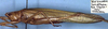 CollectionObject 1517138; b4b430a3-528b-4408-b693-b79d6bded64e: male (holotype of Eumossula insulana). (CollectionObject).