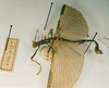 CollectionObject 1560104; 7861f5c2-79ed-45a8-8ff2-64b967fcef65: copyright RMNH, Leiden. male, lateral view (syntype). (CollectionObject).
