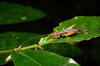 FieldOccurrence 3523; 30031437-ff24-40e6-b4da-9035ecc0cd65; Brazil: Rio de Janeiro
Rio de Janeiro, Parque Nacional da Tijuca, 2021/09/10-2021/09/11
Pedro Souza-Dias: female. (FieldOccurrence).