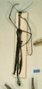 CollectionObject 1557044; ca477714-d3bd-4803-a32c-734019fb9928: copyright CUMZ, Cambridge. male of Anchiale confusa (syntype). (CollectionObject).