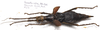 CollectionObject 1584715; 984c76fd-15f3-42e0-87f2-329c0d1c17d5: copyright MBBJ Bogor. female, dorsal view (holotype). (CollectionObject).