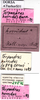 CollectionObject 1538300; 84f5d405-0c44-495e-a8cc-3f136cf53141: labels (holotype). (CollectionObject).