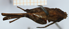 CollectionObject 1585249; e4aa2182-69e9-48cc-9056-303dcadb2b23: female, dorsal view (syntype). (CollectionObject).