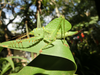 female (Udzungwa Mountains, Ngologolo, January 2017). Depicts Aerotegmina vociferator Hemp, 2019, an Otu.