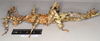 CollectionObject 1558781; NHMUK(SF IMPORT DUPLICATE) 845085, c2219113-aef0-4de4-9e3e-e5ddf52f45ce: copyright Natural History Museum, London. female of synonym Extatosoma carlbergi, lateral view (paratype). (CollectionObject).
