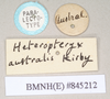 copyright Natural History Museum, London. female, data labels of synonym Heteropteryx australe (paralectotype). Depicts CollectionObject 1558877; NHMUK(SF IMPORT DUPLICATE) 845212, 8d05db4f-87af-4c7a-8f0e-52f2c4d72468, a CollectionObject.