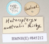 CollectionObject 1558877; NHMUK(SF IMPORT DUPLICATE) 845212, 8d05db4f-87af-4c7a-8f0e-52f2c4d72468: copyright Natural History Museum, London. female, data labels of synonym Heteropteryx australe (paralectotype). (CollectionObject).