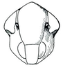 Head: Polyamia weedi, face. (Observation).