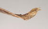 CollectionObject 1557036; NHMUK(SF IMPORT DUPLICATE) 844802, 575e1ed2-d63a-4c99-b8f5-7f5af21cf33e: copyright Natural History Museum, London. male: end of abdomen, lateral view (holotype). (CollectionObject).