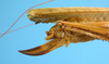 CollectionObject 1539172; UVCO 20718, def0839c-5439-4a63-892e-c857f5542216: MUSENUV - 20718. ovipositor. (CollectionObject).