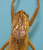 female pronotum dorsal view (paratype of Agraecia incognita). Depicts CollectionObject 1542895; DEES MZLQ-I0109'', c47299d7-cbd0-4b0c-9315-6b1074b71efe, a CollectionObject.