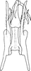 Stylus on Eurhadina (Singhardina) rubrivittata Chiang, Hsu & Knight, 1989: Stylus. (Observation).