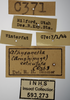 Other on Athysanella (Amphipyga) reticulata (Osborn, 1930): Labels - Face. Labels for the specimen used for the face views. (Observation).