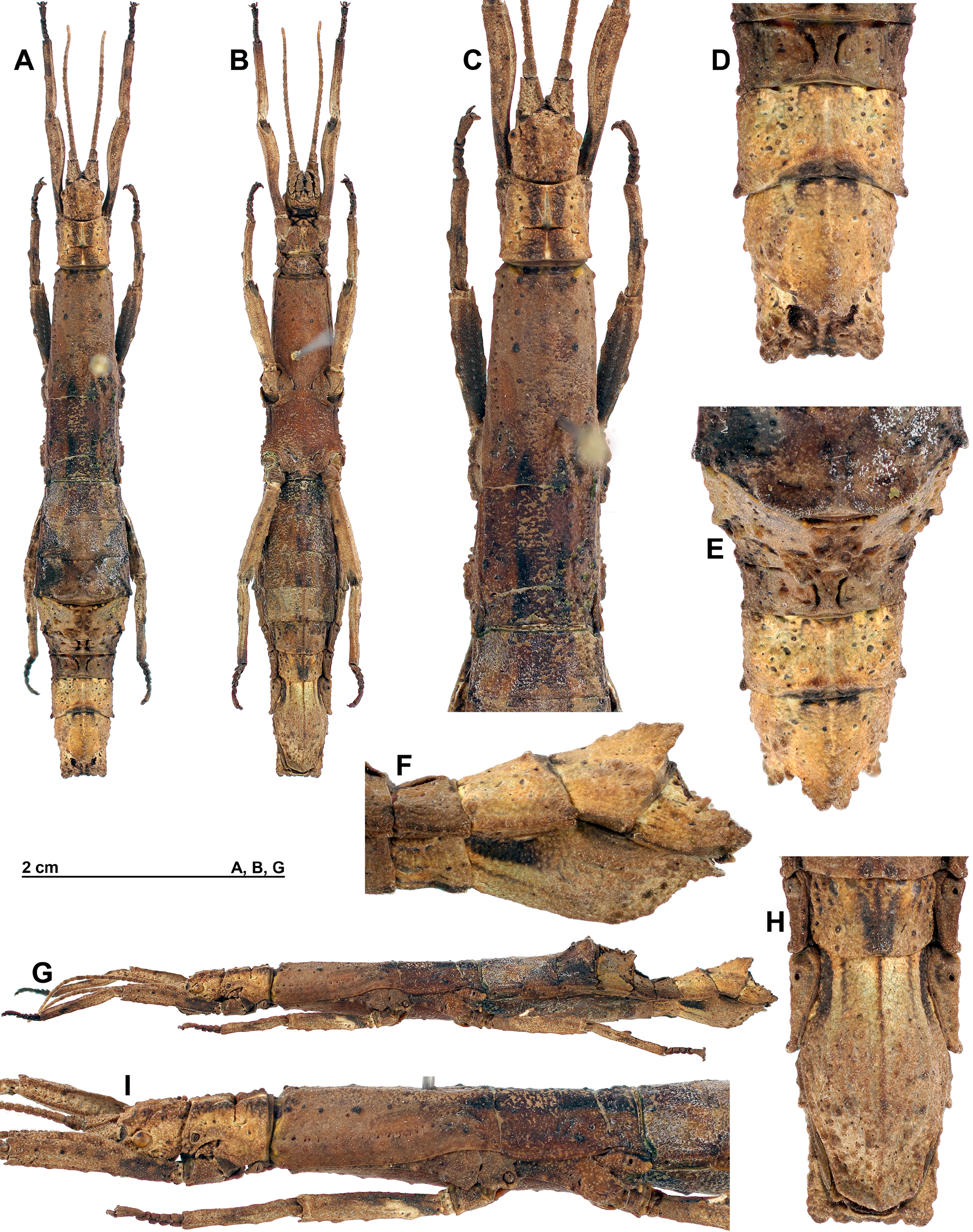 copyright RBINS, Brussels. female (paratype). A, habitus, dorsal view. B, habitus, ventral view. C, head and thorax, dorsal view. D, terminalia, dorsal view. E, Terminalia anterodorsal view. F, terminalia, lateral view. G, habitus lateral view. H, terminalia, ventral view. I, head and thorax, lateral view. Depicts CollectionObject 1583093; b3ce0bbe-379d-4428-a8d3-c18d5c7b5f08, a CollectionObject.;copyright RBINS, Brussels. female (paratype). A, habitus, dorsal view. B, habitus, ventral view. C, head and thorax, dorsal view. D, terminalia, dorsal view. E, Terminalia anterodorsal view. F, terminalia, lateral view. G, habitus lateral view. H, terminalia, ventral view. I, head and thorax, lateral view. Depicts CollectionObject 1583094; 3cd632f5-8815-4a46-adaf-78d9583c6c90, a CollectionObject.