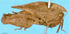 CollectionObject 1505176; e376b45a-b130-4429-bebb-69df6007fac7: female, lateral view (allotype). (CollectionObject).