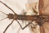 CollectionObject 1562085; 4df377aa-8c7e-43ea-883a-418c911828b5: copyright OUMNH. female: head & thorax, dorsal view (syntype). (CollectionObject).;CollectionObject 1562086; de1335ae-5318-468c-8703-16e1e6fc2d2c: copyright OUMNH. female: head & thorax, dorsal view (syntype). (CollectionObject).