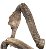 CollectionObject 1533183; 7be62e41-b2e9-450f-813a-e060cec74df2: male, midleg lateral view (holotype). (CollectionObject).