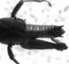 CollectionObject 1506423; d24da808-3b67-4803-8759-21e03e327b11: Image Carbonell, C.S. male abdomen end, dorsal view (holotype). (CollectionObject).