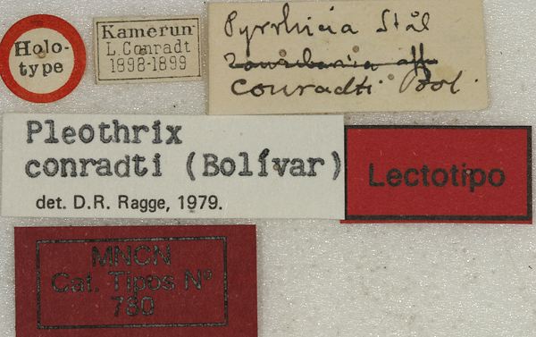 labels (lectotype). Depicts CollectionObject 1535185; e8d3de72-a987-420e-8690-ee91377fda50, a CollectionObject.