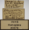 Other on Athysanella (Gladionura) diversa Ball & Beamer, 1940: Labels - Head. Labels for specimen used for head view. (Observation).