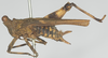 CollectionObject 1516349; f9ff5a82-b20c-4205-a799-7b551d835659: female, lateral view (holotype). (CollectionObject).