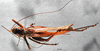 CollectionObject 1516505; 4c9174c1-e55e-4af8-83b0-5452209114ee: female, dorsal view (topotype). (CollectionObject).