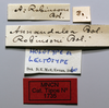 CollectionObject 1535568; 1a58fa8d-6d4b-461a-9148-ed690823ada7: labels (holotype). (CollectionObject).
