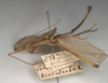 CollectionObject 1562041; NMW 1067, a3f34c3a-d151-4d60-bc9d-6a990a290505: copyright NMW, Vienna. male, lateral view (holotype). (CollectionObject).