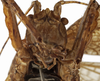 CollectionObject 1529679; ebb37810-7a8b-43a6-bdff-fb041c671801: female face (holotype). (CollectionObject).
