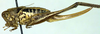 CollectionObject 1502053; 0b244122-8260-4ec3-a131-92c735627471: female, lateral view (allotype). (CollectionObject).