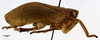 Habitus, lateral view on Eucameruna granulosa Melichar, 1906: (Observation).