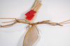 CollectionObject 1558202; 4d7cdb06-3cfc-472e-8eac-55193cff85f2: copyright MNCN, Madrid. male of synonym Acrophylla phyllocerca (paralectotype). (CollectionObject).