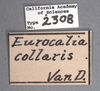 Other on Eurocalia collaris Van Duzee, 1907: (Observation).