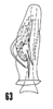 Aedeagus, dorsal view: (Observation).