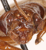 Bofana mirifica Otte & Perez-Gelabert, 2009: male, frontal head. (Otu).