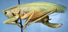 Erioloides brevipennis (Redtenbacher, 1891): female, lateral view (Nicaragua). (Otu).
