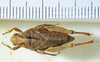 CollectionObject 1498697; 922d6b58-9b60-4168-8926-1f438a0de90d: female, dorsal view. (CollectionObject).
