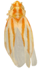 Habitus, dorsal view on Erythridula scytha (Auten & Johnson, 1936): Habitus (OSU collection). (Observation).