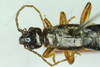 CollectionObject 2188560; 031202b1-5190-4197-b7b7-bd47aad63b97, IZCAS IOZ(E) 200564, IZCAS CSTR:19715.10.2111C0002601112780: Anechura modesta holotype CSTR: 19715.10.2111C0002601112780. Available at: http://museum.ioz.ac.cn/bbimgxx.aspx?pth=2111C0002601112780. (CollectionObject).