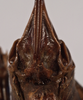 CollectionObject 1534546; f649ad2b-bec5-4fe1-94b6-fc317d6b3723: female subgenital plate (holotype of Choeroparnops platythorax). (CollectionObject).